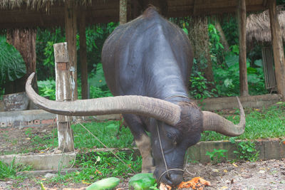 Close-up of elephant in zoo