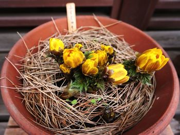 Close-up of yellow flower in container