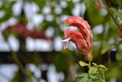 Close-up of rose against blurred background