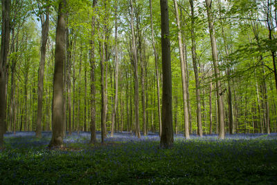 Hallerbos, blue flowers growing in the forest