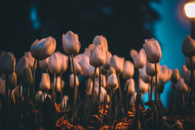 Close-up of flowering plants on field