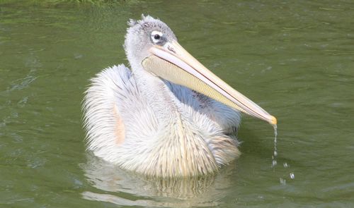 Close-up of pelican on lake