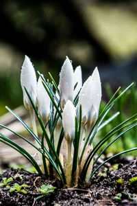 Close-up of white crocus flowers on land