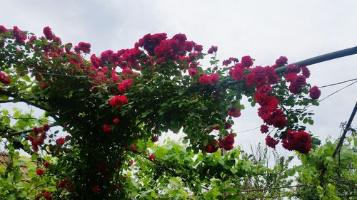 Low angle view of red flowering tree against sky