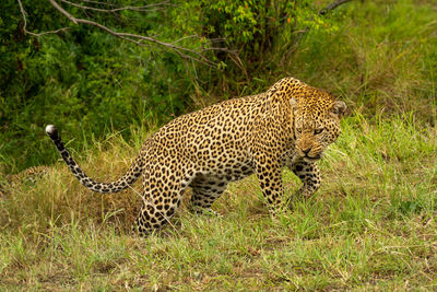 Leopard grimaces while walking up grassy bank