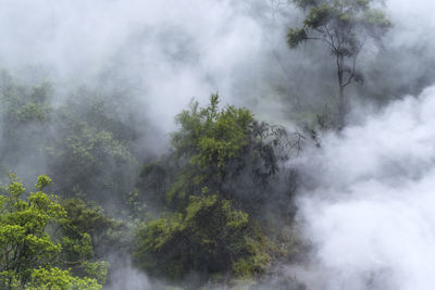 Smoke emitting from tree against sky