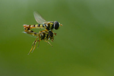 Close-up of insect on plant