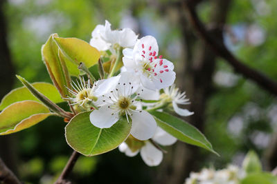 Close-up of cherry blossom