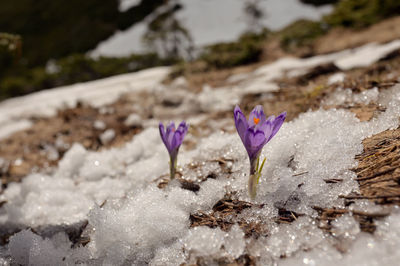 Close-up of purple crocus flowers