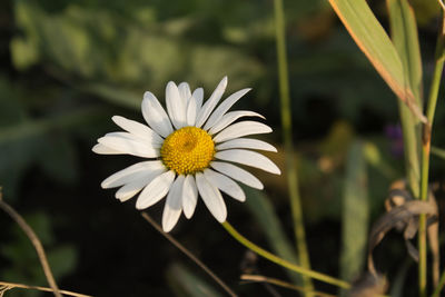 Close-up of white daisy