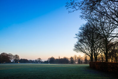 Trees on field against clear blue sky