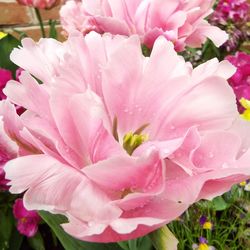 Close-up of pink flowers