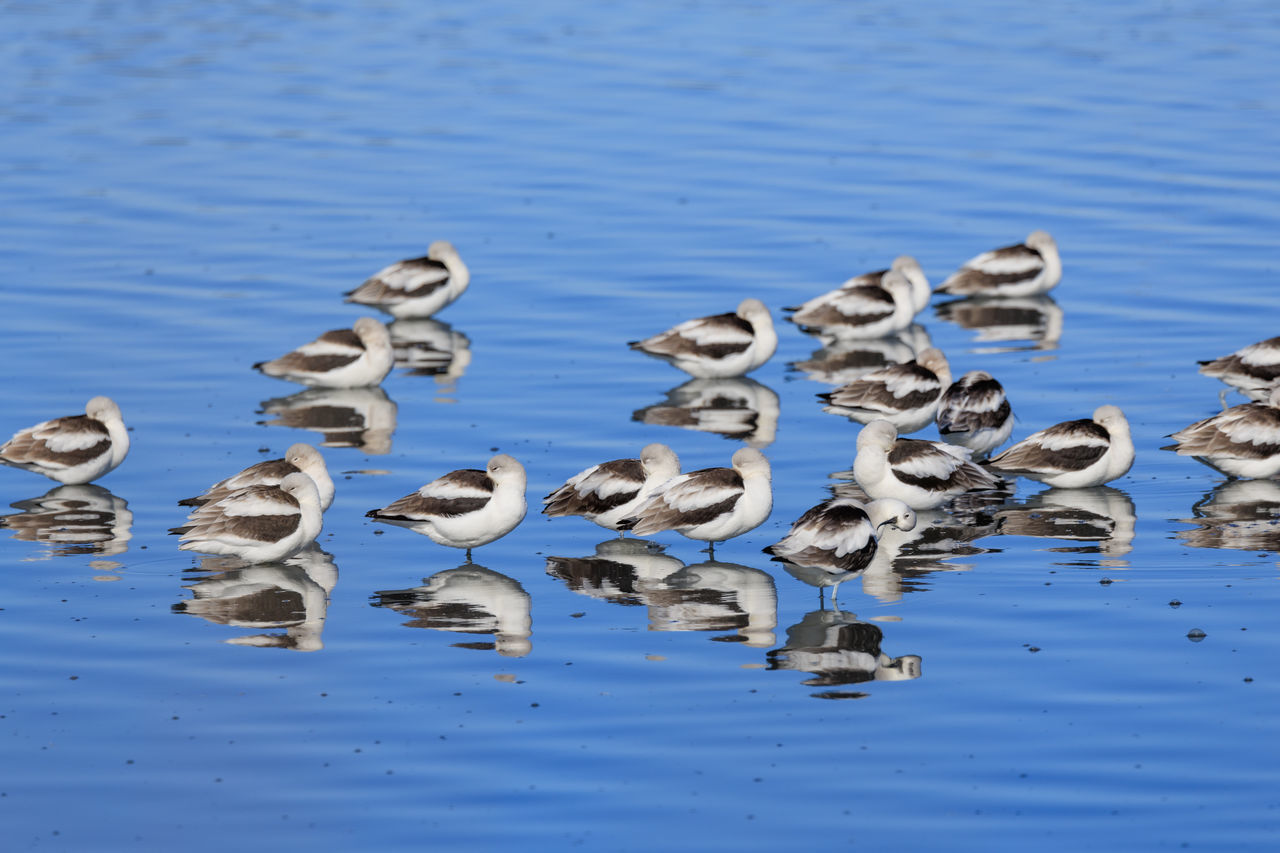 birds in water 2024 American Avocets California Charleston Slough January Mountain View Santa Clara County Shoreline Birds Group Of Animals Ducks, Geese And Swans Animal Themes Animal Wildlife No People Water Bird Reflection Large Group Of Animals Nature Water Bird Wildlife Animal Duck Lake Day Blue