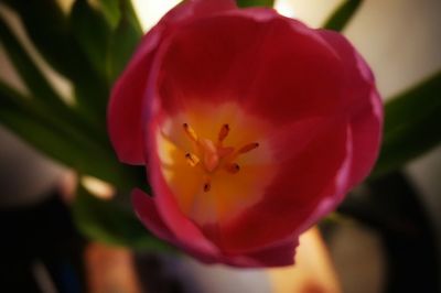 Close-up of pink flower