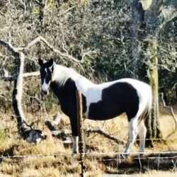 Side view of horse