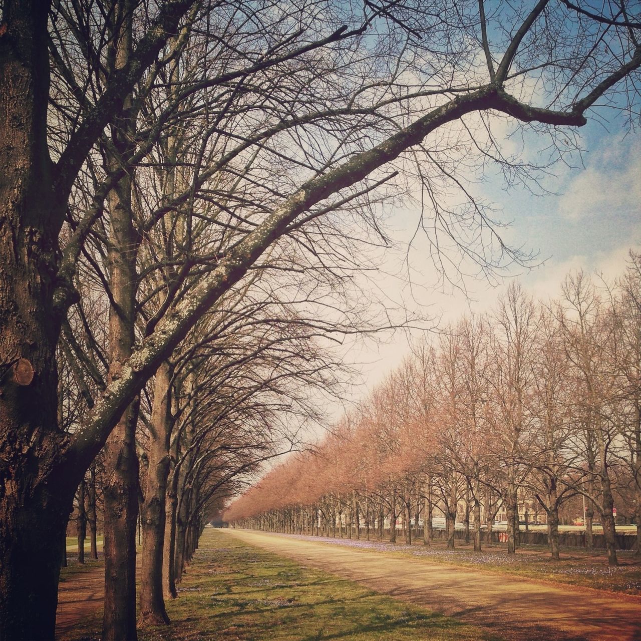 tree, the way forward, bare tree, tranquility, diminishing perspective, branch, tranquil scene, treelined, road, sky, nature, vanishing point, footpath, beauty in nature, scenics, landscape, growth, field, empty, street