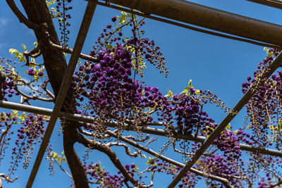 Purple giant double flowered wisteria blossom trellis. ashikaga flower park