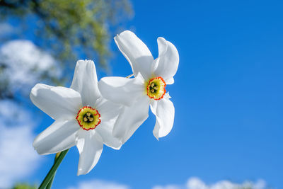 Close-up of white flowering plant against blue sky