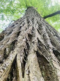 Low angle view of tree trunk