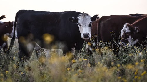 Cows on field