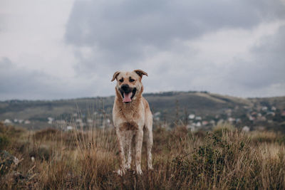 Dog standing in field