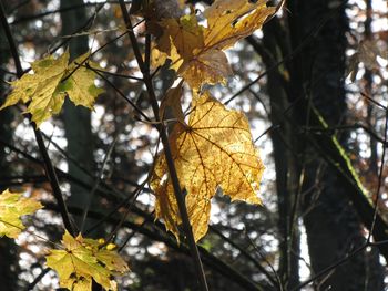 Close-up of maple leaves on tree