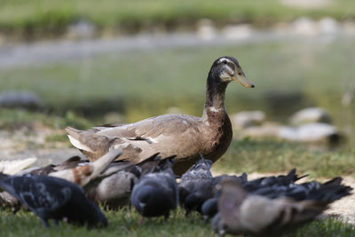 Mallard duck