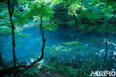 Reflection of trees in lake