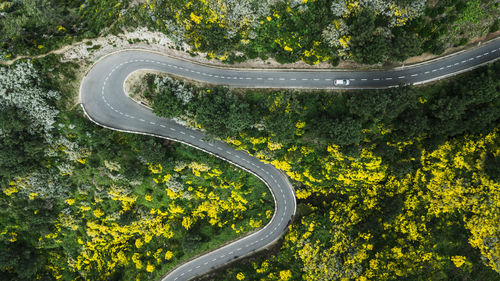 High angle view of yellow flowering plants by road