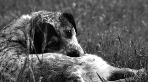 Close-up of dog resting on grassy field