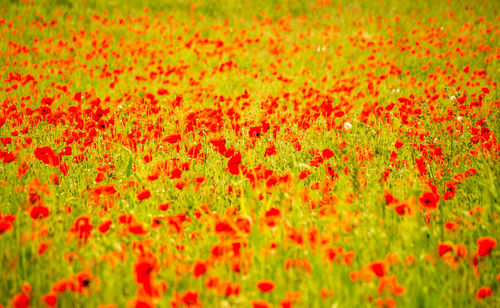 Full frame shot of red poppy flowers on field