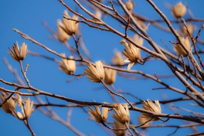 Low angle view of flowering plants against blue sky