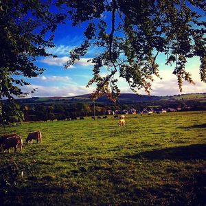 Scenic view of grassy field against cloudy sky