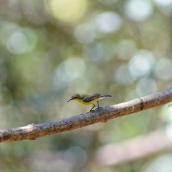 Close-up of insect perching on branch