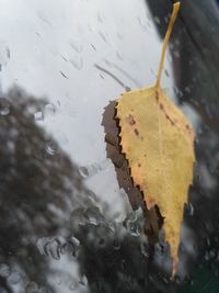 Close-up of wet leaf on rainy day