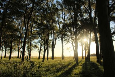 The sun entering through the trees at the end of a small forest