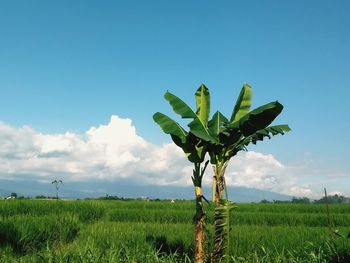 Plant growing on field against sky