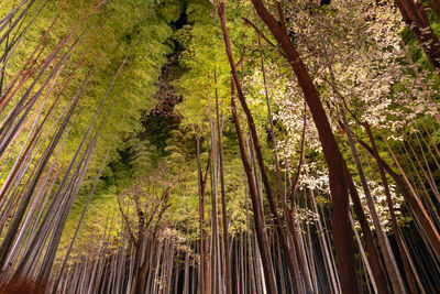 Arashiyama bamboo grove zen garden light up at night. arashiyama, kyoto, japan