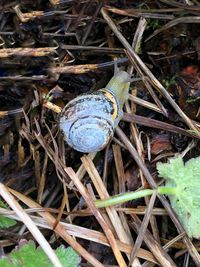 High angle view of snail on dry plants
