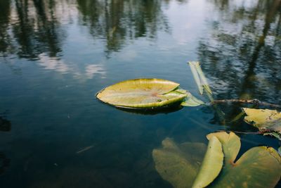 Lily pad with the trees reflecting on the still water