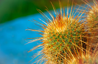 Close-up of cactus plant against sky
