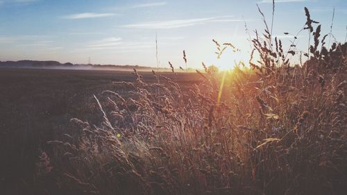 Close-up of plants on field against sky during sunset