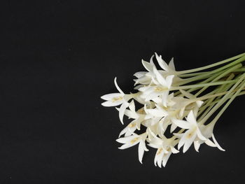 Close-up of white flowering plant against black background