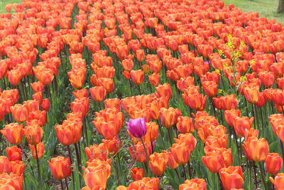 Full frame shot of red flowers on field