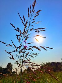 Low angle view of plant against sky during sunset