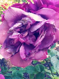 Close-up of pink flowers