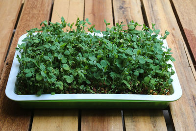 High angle view of potted plant on table