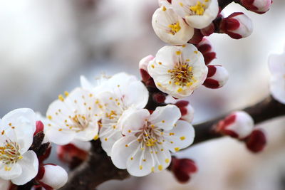 Close-up of white cherry blossom