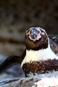 Close-up of animal eye