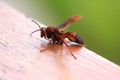 Close-up of insect